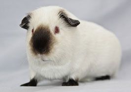 Roan Guinea Pig