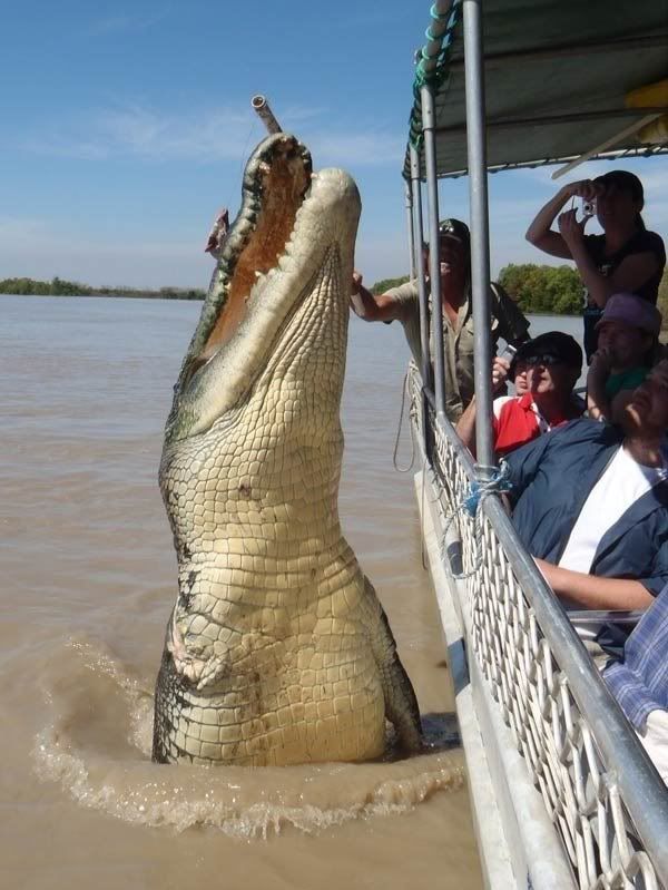 Se acuerdan de la pelicula cocodrilo, mira a su hijo Se acuerdan de la pelicula cocodrilo, mira a su hijo