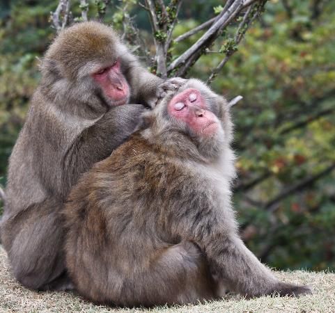 monkeys-grooming-each_zpsd09cf60a.jpg